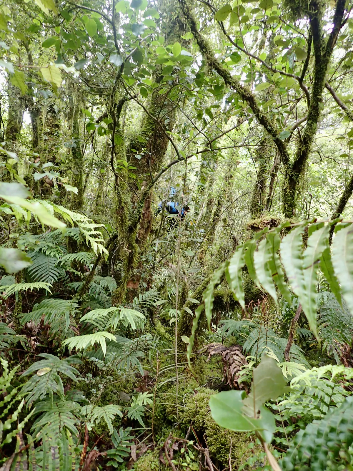 Bushbashing through lush forest along Leader Creek.