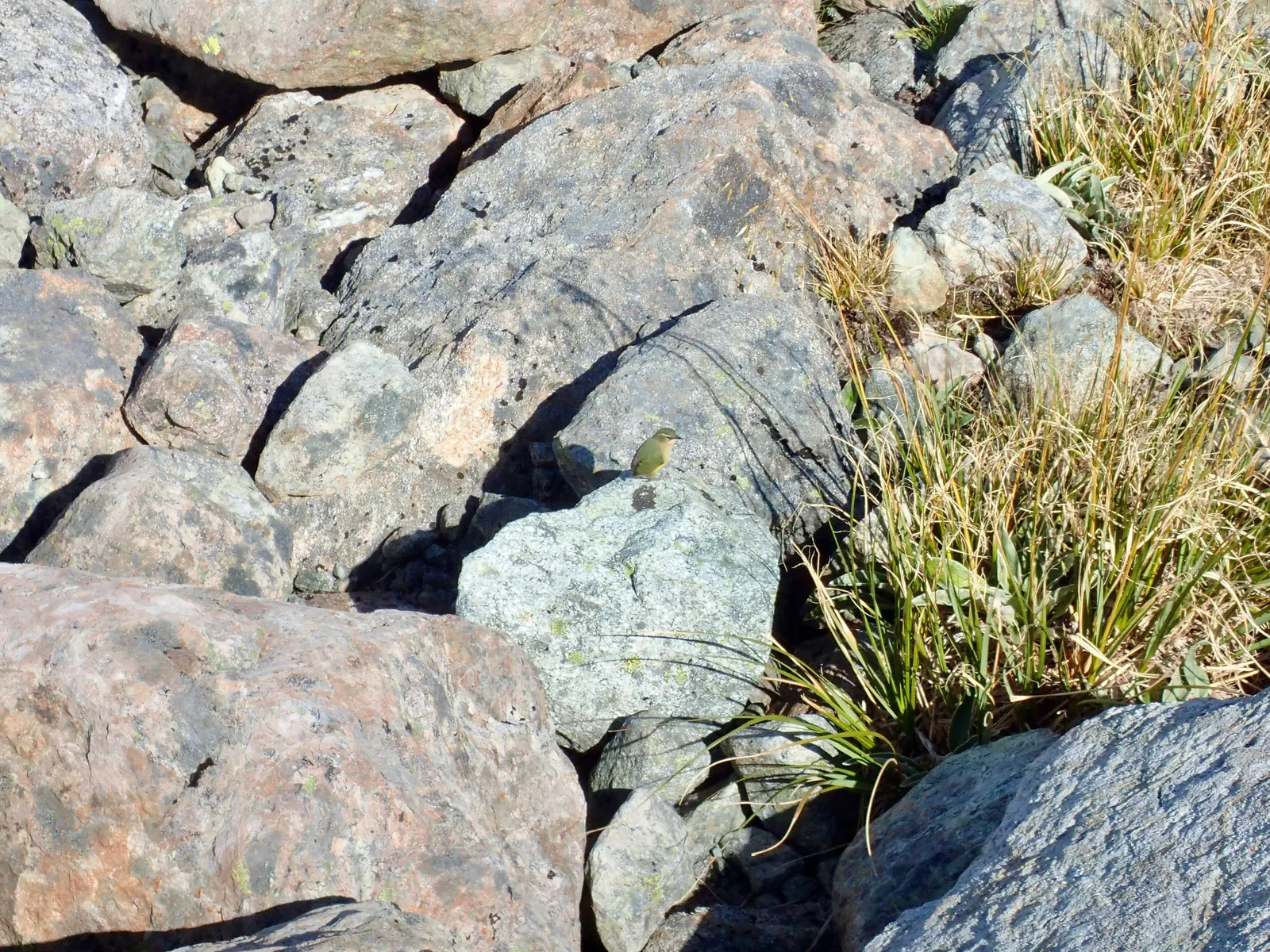 The rock wren.
