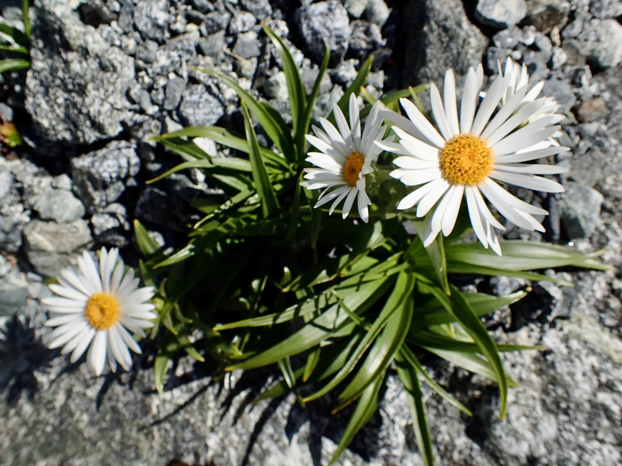 Alpine flowers.