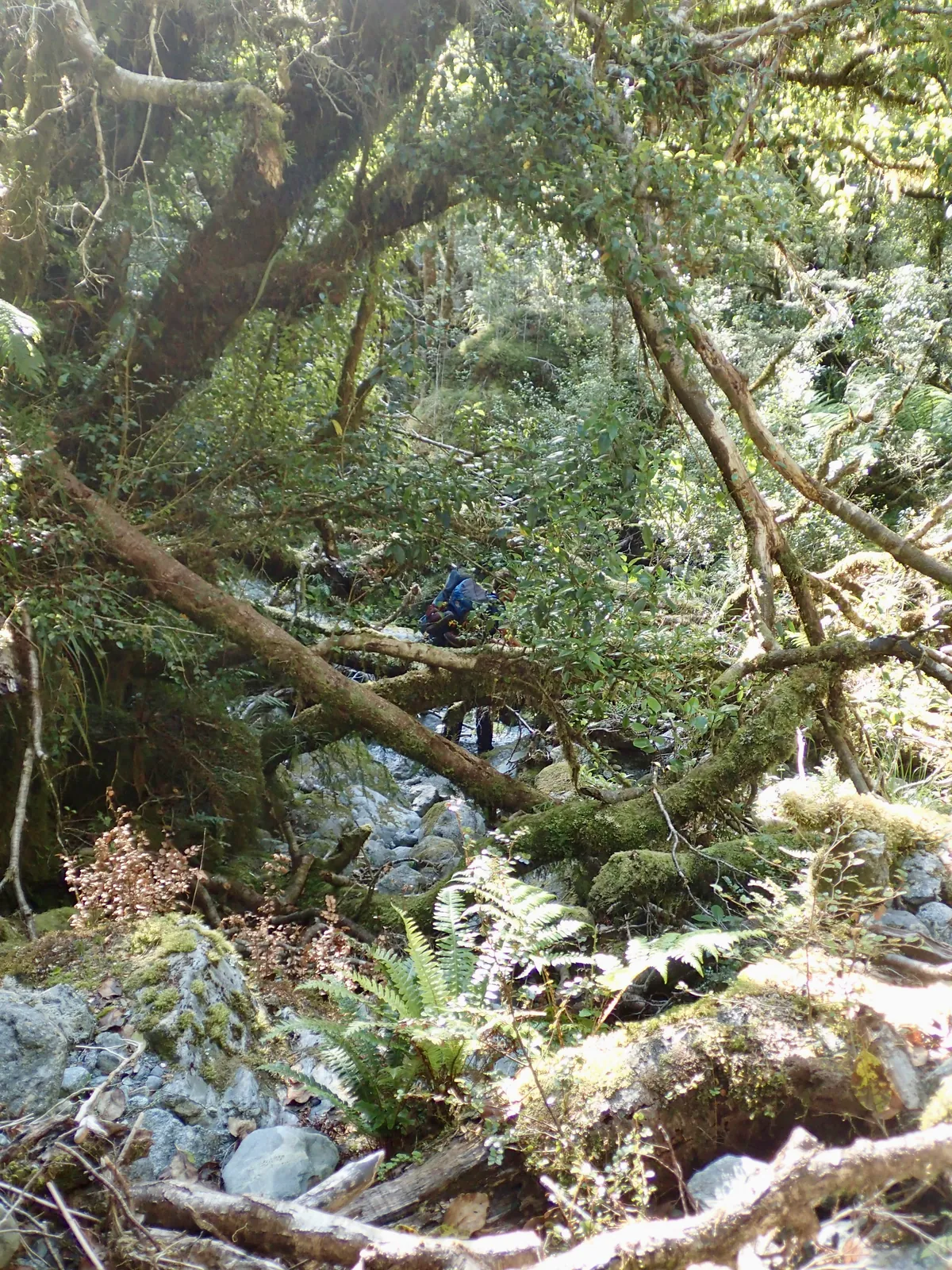 On the way back to the car through the Tutoko Valley.