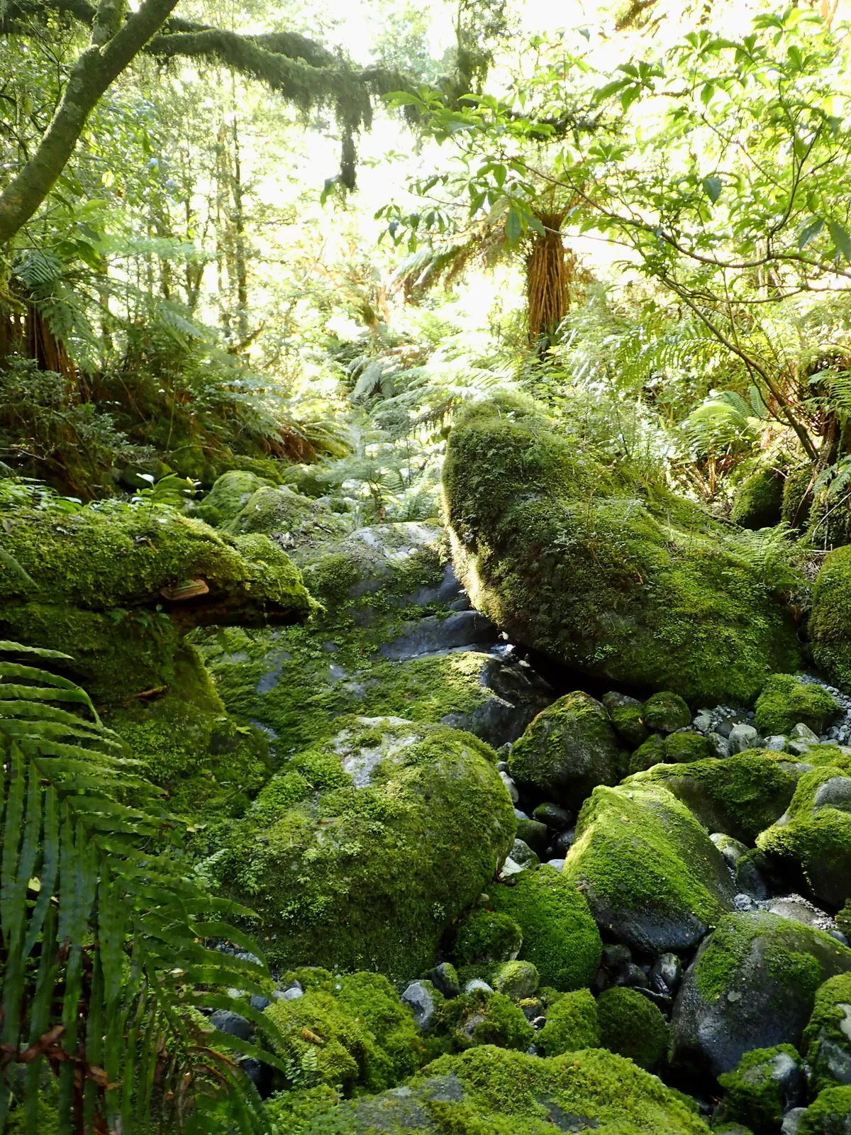 On the way back to the car through the Tutoko Valley.